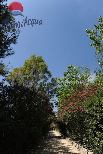 Un sentiero tra alberi e cespugli con cielo blu sereno sopra.