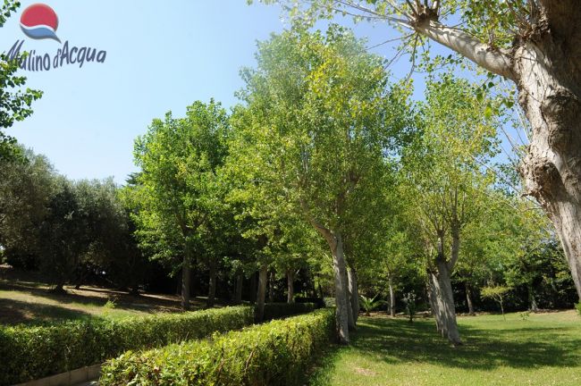 Ampio prato con alberi alti e siepi verdi sotto un cielo azzurro.