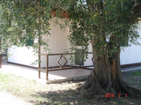 Bungalow bianco con ampia veranda, coperto da un grande albero frondoso.