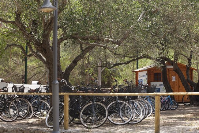 Biciclette parcheggiate sotto alberi in un'area recintata.