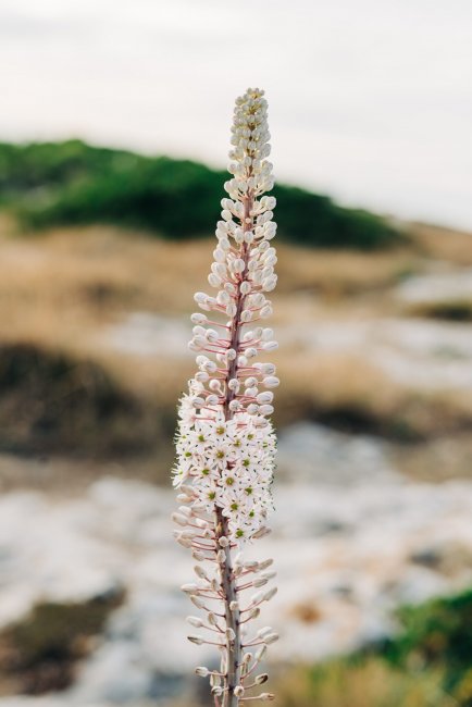 Fiore lungo e sottile in un paesaggio erboso.