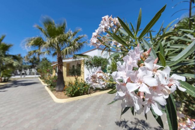 Viale alberato con oleandri in fiore.