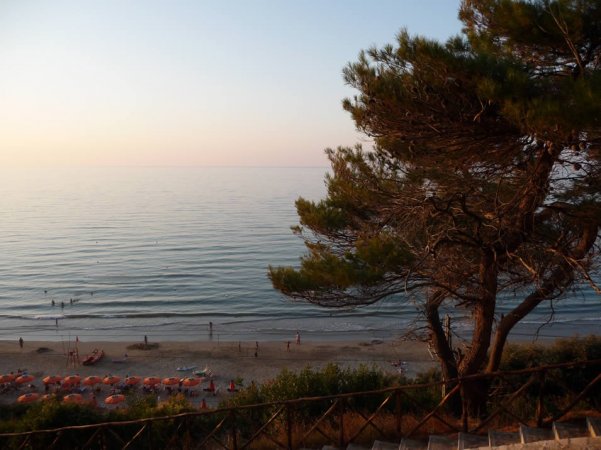 Vista spiaggia al tramonto con albero.