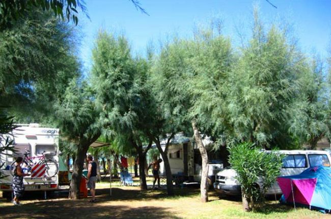 Camper e tende sotto alberi ombreggiati.